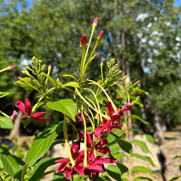 Combretum indicum Flor