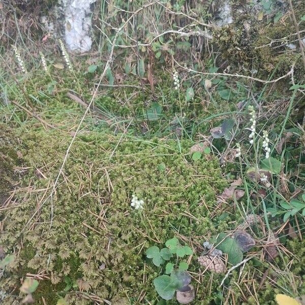 Goodyera repens Elinympäristö