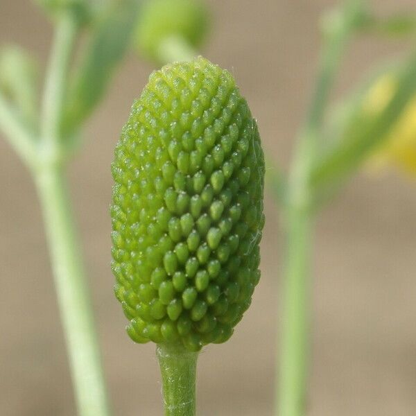 Ranunculus sceleratus Ffrwyth