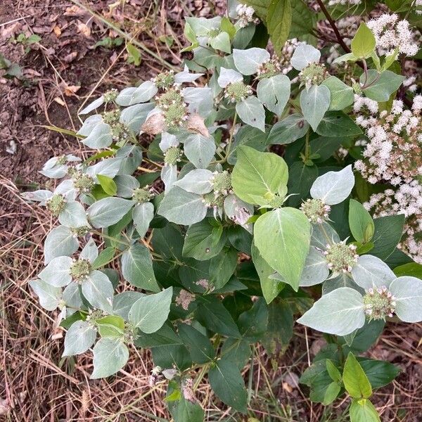 Pycnanthemum muticum Leaf