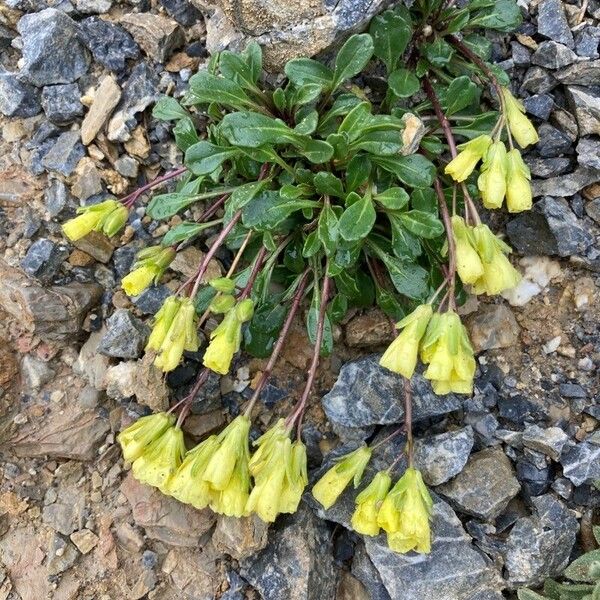 Brassica repanda Çiçek