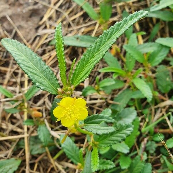 Corchorus trilocularis Çiçek