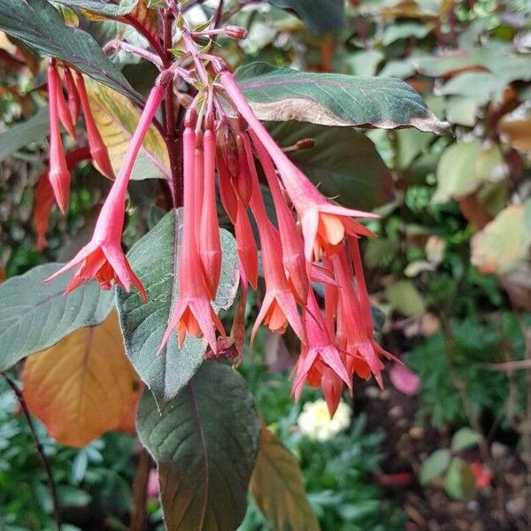 Fuchsia triphylla 花