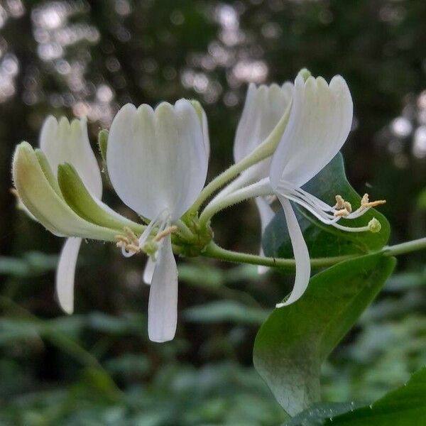 Lonicera periclymenum Flor