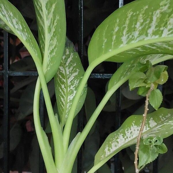 Dieffenbachia seguine Feuille