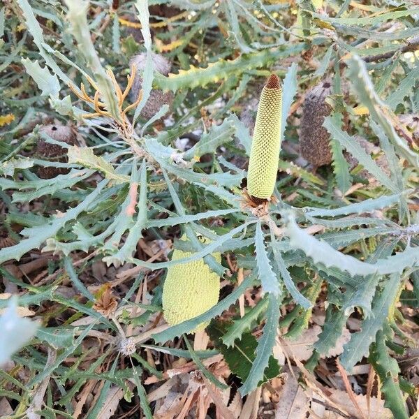 Banksia pilostylis Flower