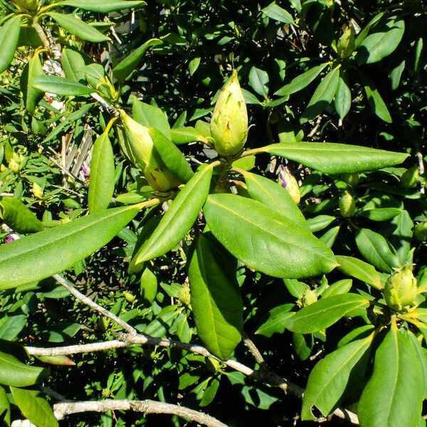 Rhododendron ponticum Leht