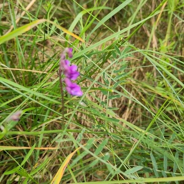 Lathyrus palustris Õis