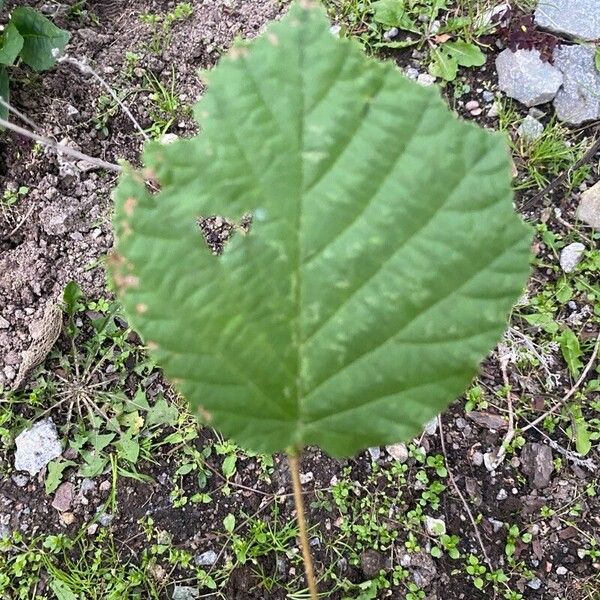 Corylus cornuta Hostoa