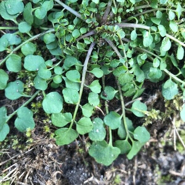 Cardamine hirsuta Leaf