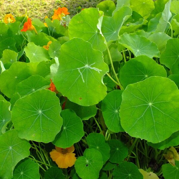 Tropaeolum majus Feuille