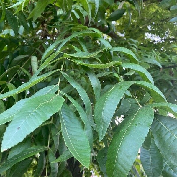 Carya illinoinensis Lapas