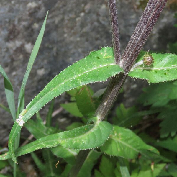 Cirsium heterophyllum ഇല