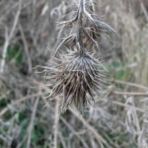 Cirsium vulgare Vrucht