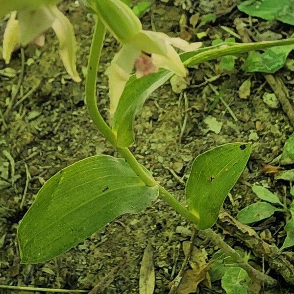 Epipactis persica Bark