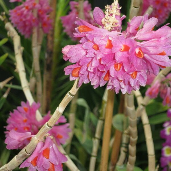 Dendrobium pseudoglomeratum Цвят