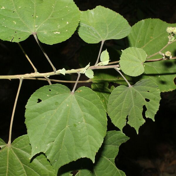 Allosidastrum pyramidatum Blad