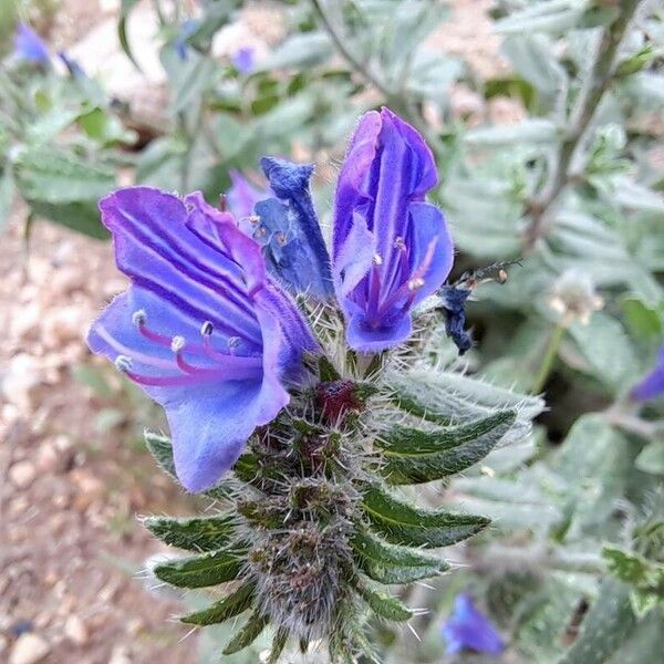 Echium sabulicola Flower