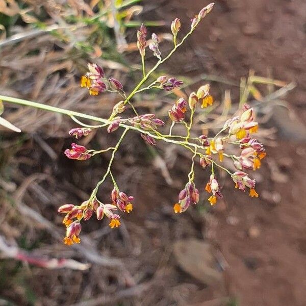Panicum coloratum Flor