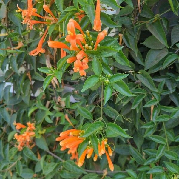 Pyrostegia venusta Flors