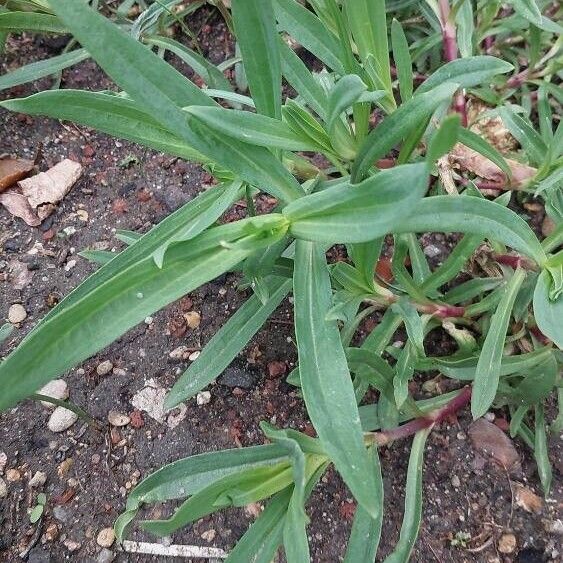 Gypsophila acutifolia 葉