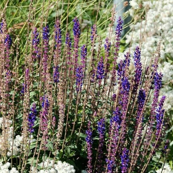 Salvia nemorosa Кветка