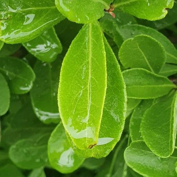 Gymnosporia putterlickioides Leaf