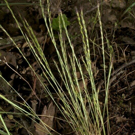 Festuca maritima Habit