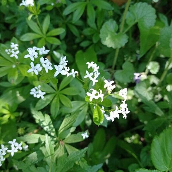 Galium odoratum Λουλούδι