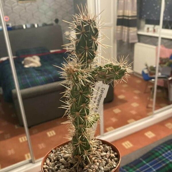 Cylindropuntia imbricata ഇല