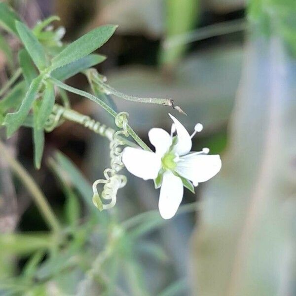 Arenaria lanuginosa Flower