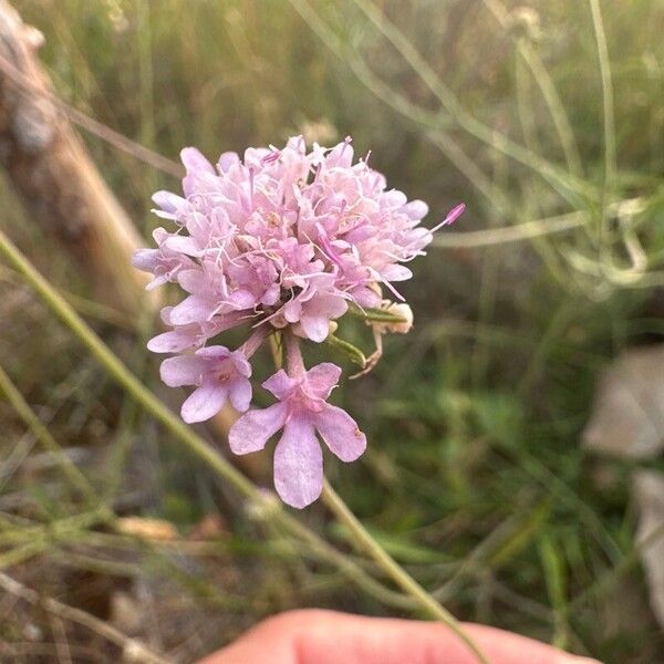 Scabiosa triandra Blüte