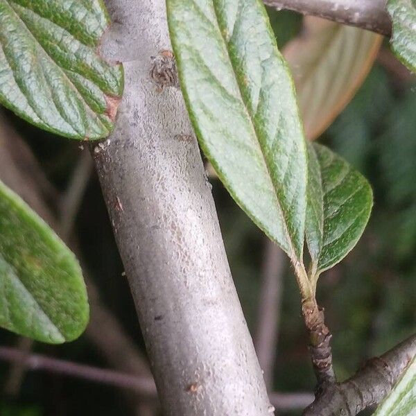 Cotoneaster salicifolius Кара