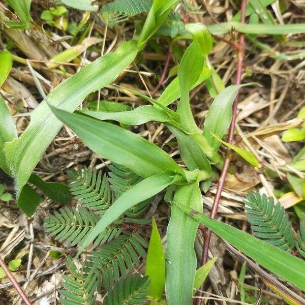 Murdannia nudiflora Leaf