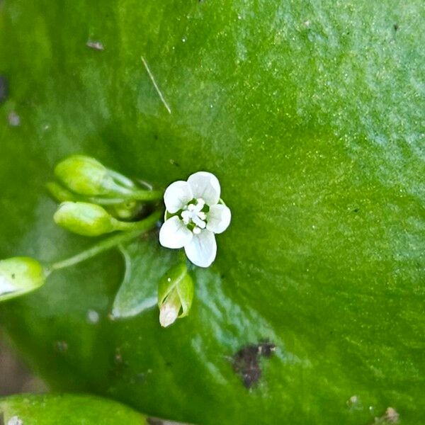 Claytonia perfoliata Λουλούδι