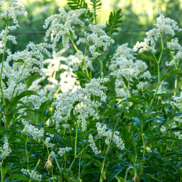 Aconogonum alpinum Altres