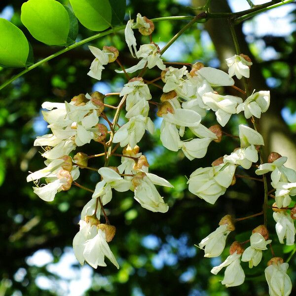 Robinia pseudoacacia Çiçek