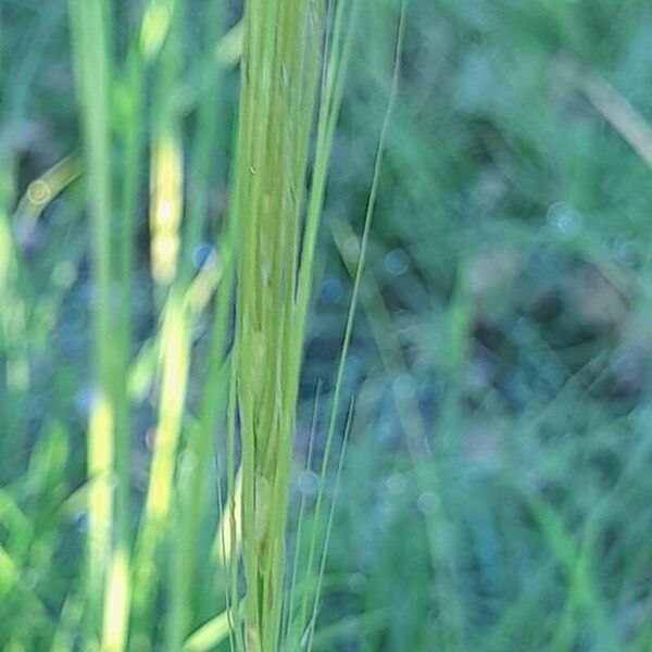 Stipellula capensis Blomst