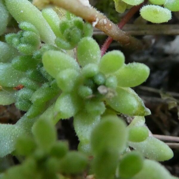 Sedum hirsutum 葉