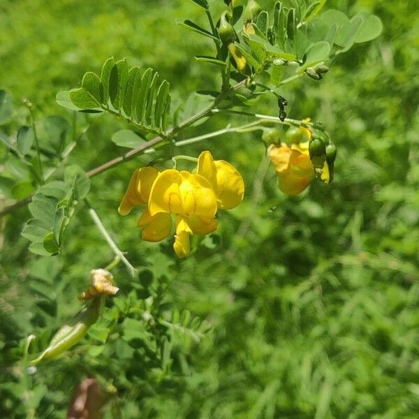 Colutea arborescens 花