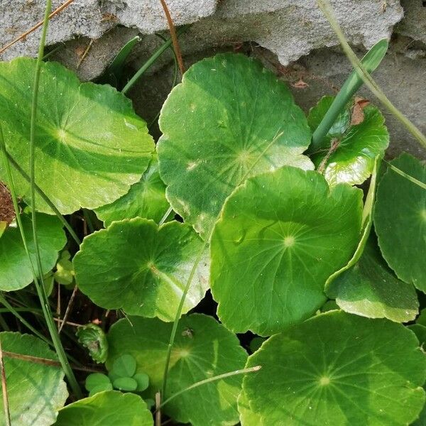 Centella asiatica Φύλλο