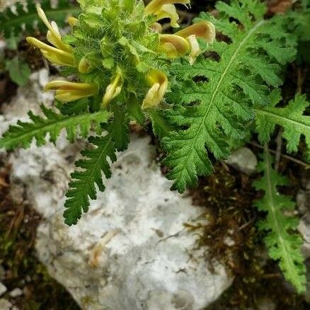 Pedicularis canadensis 花