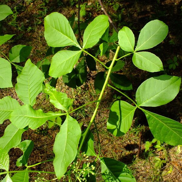 Ptelea trifoliata Leaf