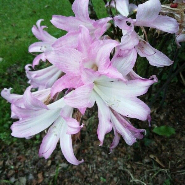 Amaryllis belladonna Fuelha