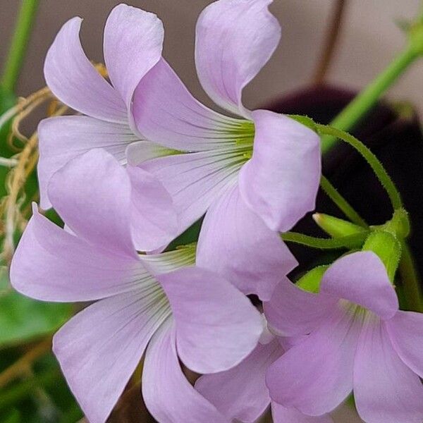 Oxalis violacea 花
