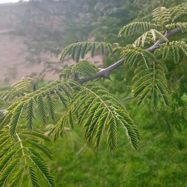 Albizia harveyi Leaf