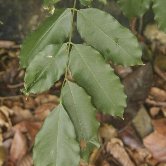 Andira inermis Blad