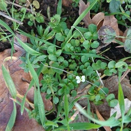 Cardamine hirsuta Leaf