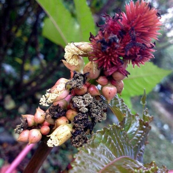 Ricinus communis Плод