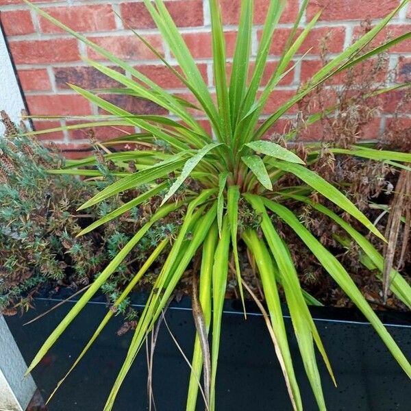 Cordyline australis Fuelha